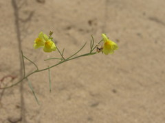 Linaria odora