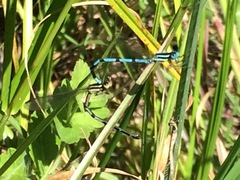 Argia bipunctulata