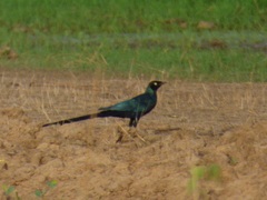 Lamprotornis caudatus