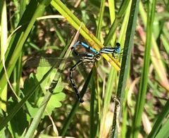 Argia bipunctulata