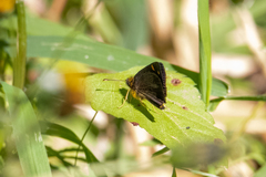 Metisella quadrisignatus