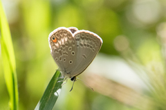 Euchrysops