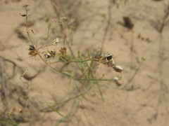 Linaria odora