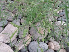 Ambrosia artemisiifolia