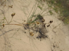 Linaria odora