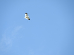 Pseudastur albicollis