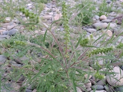 Ambrosia artemisiifolia