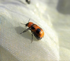 Coptocephala