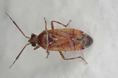 Alloeotomus germanicus