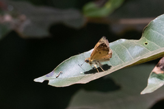 Eagris sabadius
