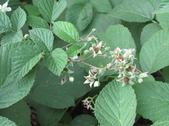 Rubus × idaeoides