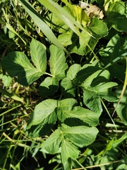 Ostericum palustre