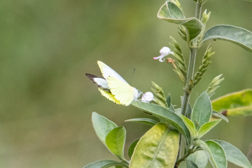 Sulphur-hindwing Dotted Border