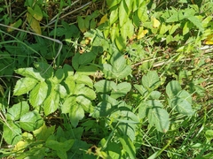 Ostericum palustre