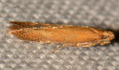 Tischeria quercitella