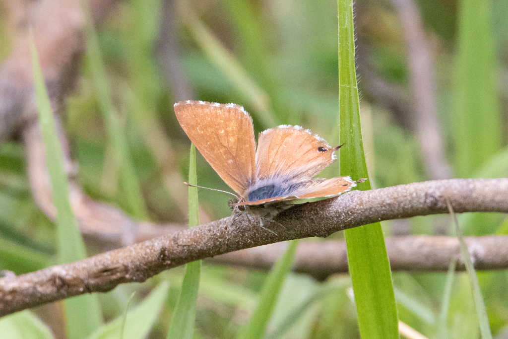 Cacyreus palemon