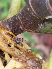 Pseudotephritis vau