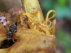 Pseudotephritis vau