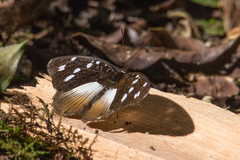 Aterica galene extensa