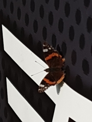 Vanessa atalanta
