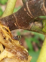 Pseudotephritis vau