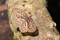 Catuna crithea