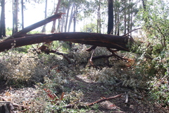 Eucalyptus marginata