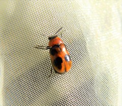 Coptocephala