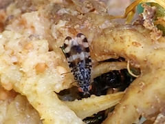 Pseudotephritis vau