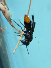 Synagris