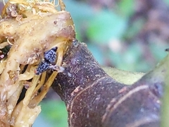Pseudotephritis vau