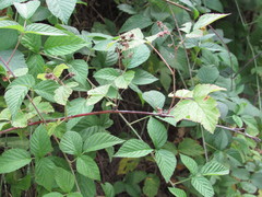 Rubus × idaeoides