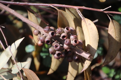 Eucalyptus marginata