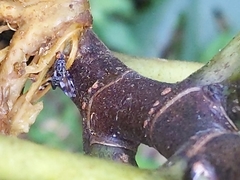 Pseudotephritis vau