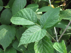 Rubus × idaeoides