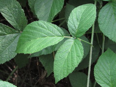Rubus × idaeoides