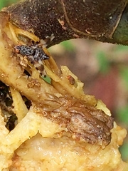 Pseudotephritis vau
