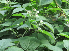 Rubus × idaeoides