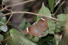 Bebearia sophus