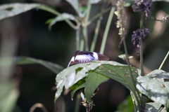 Hypolimnas monteironis major