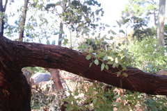 Eucalyptus marginata