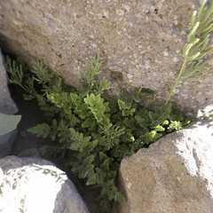 Cryptogramma cascadensis