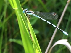 Argia bipunctulata