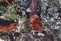 Eucalyptus marginata