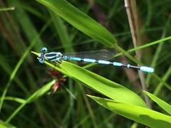 Argia bipunctulata