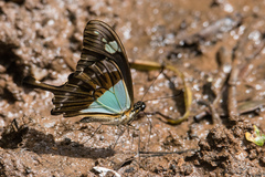 Papilio phorcas