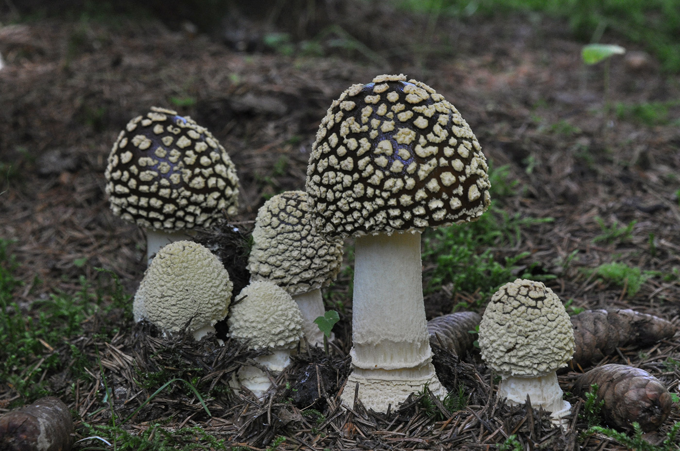Amanita Regalis