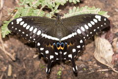 Papilio lormieri neocrocea
