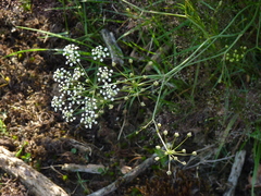 Carum verticillatum