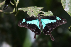 Papilio phorcas